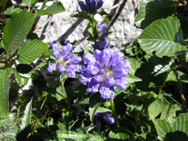 Campanula foliosa / Campanula meridionale